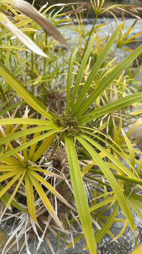Papiro-brasileiro (Paraguaia)