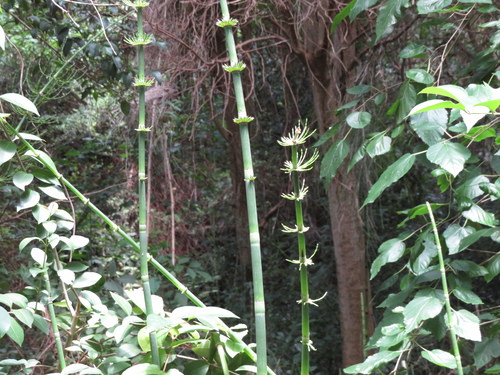 Cavalinha-gigante-aquática