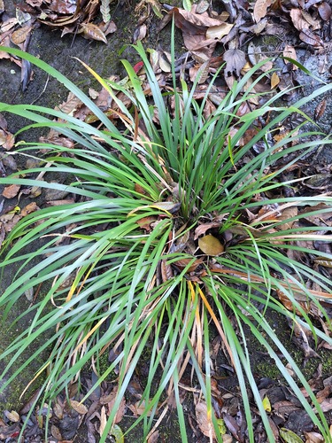 Mini-acoro (Grama-doce)