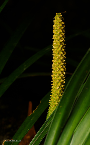 Mini-acoro (Grama-doce)
