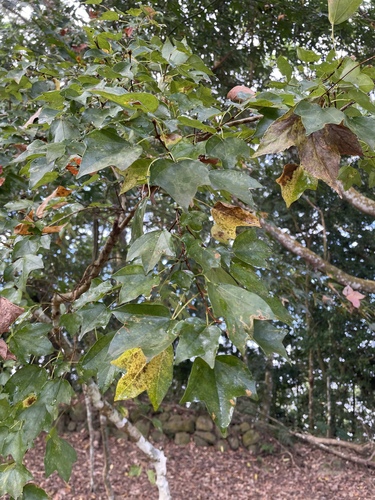 Bonsai de Bordo Tridente