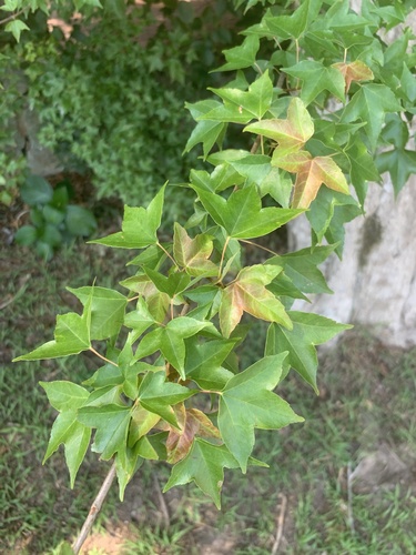 Bonsai de Bordo Tridente Gishiren