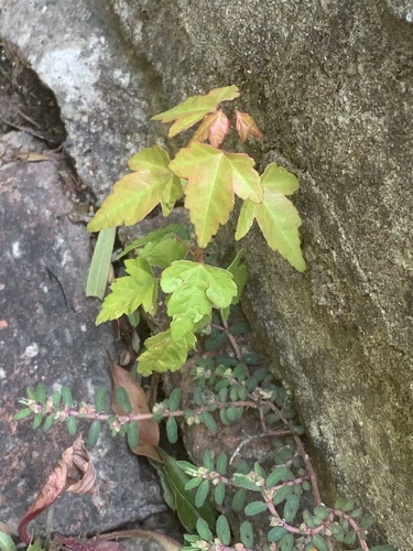Bonsai de Bordo Tridente Gishiren