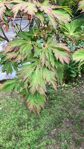 Bonsai de Bordo Shishigashira Cabeça de Leão