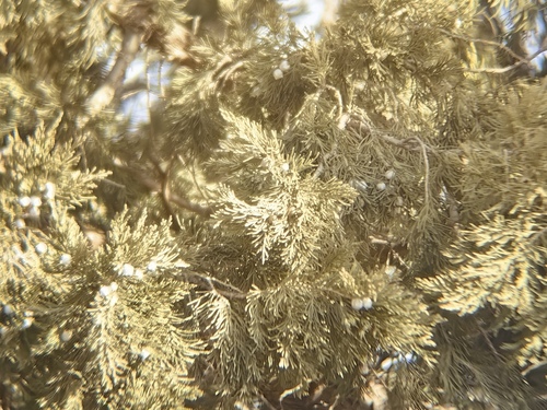 Bonsai de Junípero Shimpaku Kishu