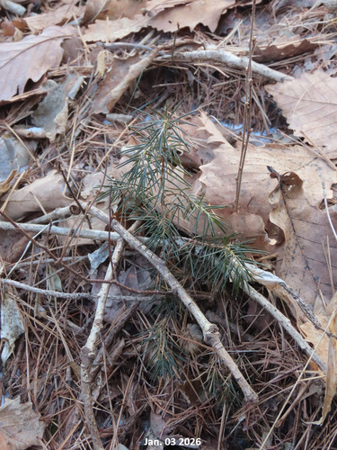 Bonsai de Junípero de Agulha Needle