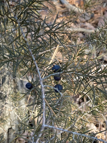 Bonsai de Junípero de Agulha Needle