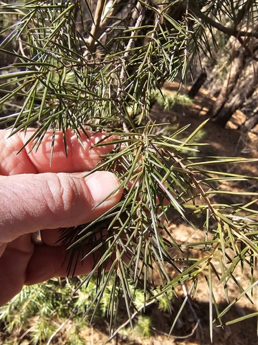 Bonsai de Junípero de Agulha Needle
