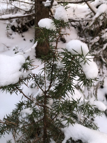 Bonsai de Junípero Comum
