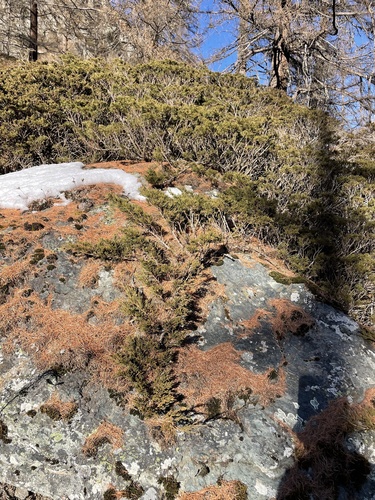 Bonsai de Junípero Sabina