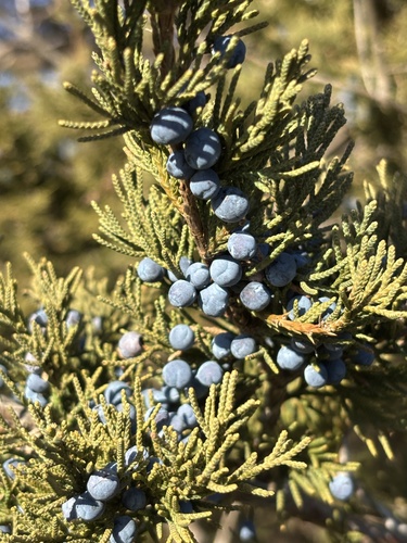 Bonsai de Junípero da Virgínia