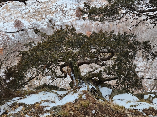 Bonsai de Junípero da Virgínia