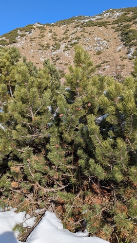 Bonsai de Pinheiro Mugo da Montanha