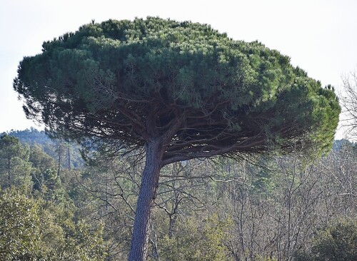 Bonsai de Pinheiro Manso