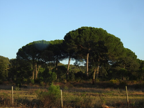 Bonsai de Pinheiro Manso
