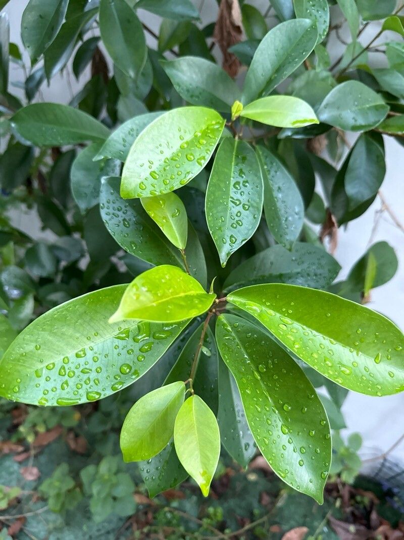 Bonsai de Ficus Retusa