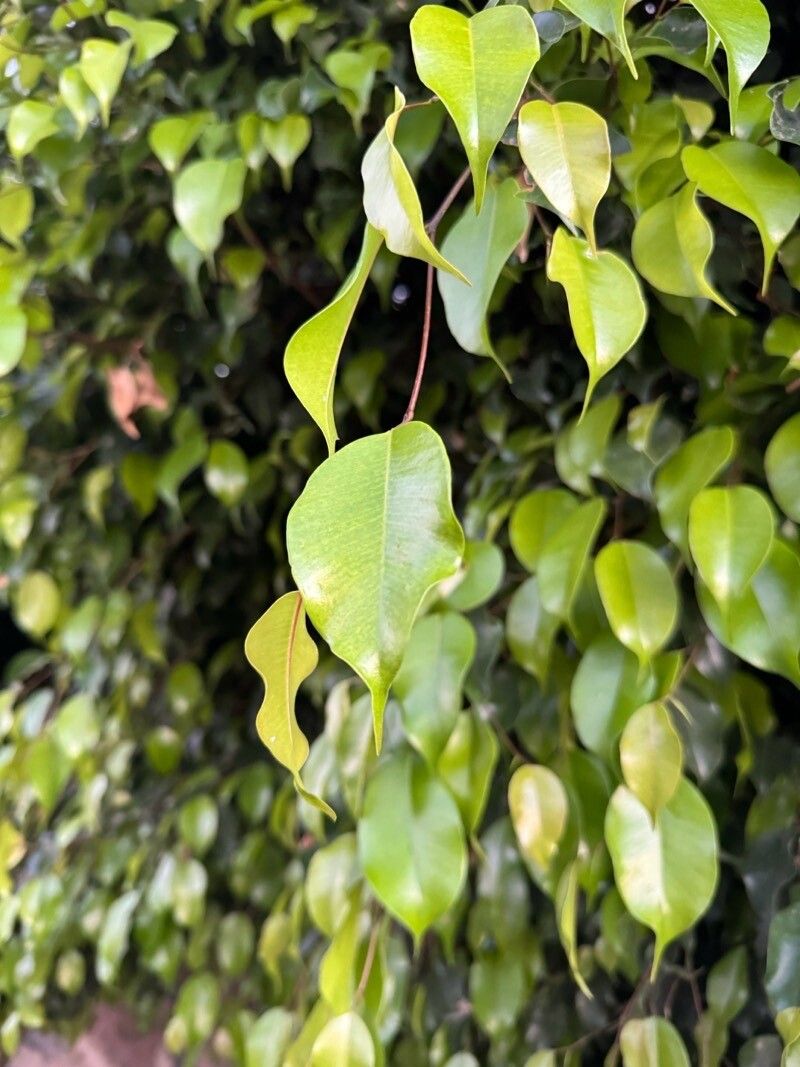 Bonsai de Ficus Retusa