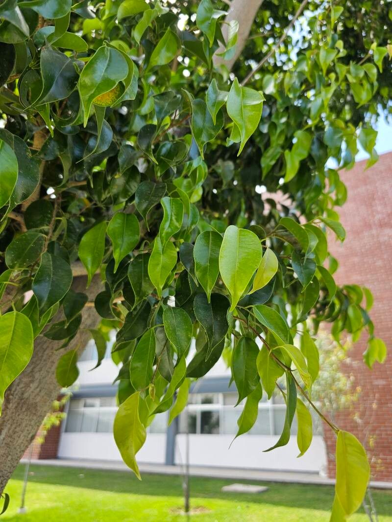Bonsai de Ficus Retusa