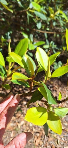 Bonsai de Ficus de Port Jackson