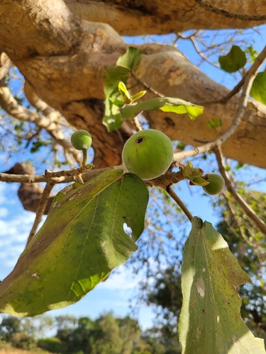 Bonsai de Ficus Sicômoro