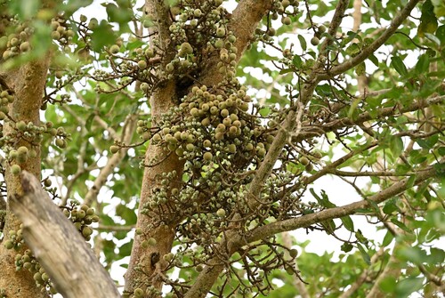 Bonsai de Ficus Sicômoro
