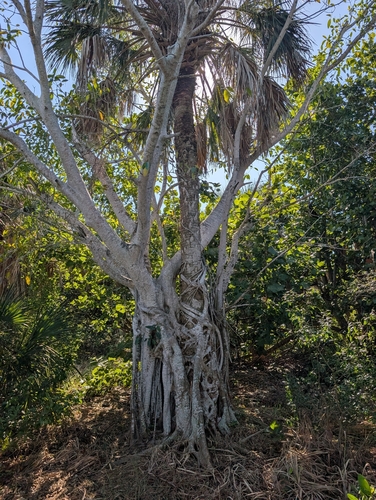 Bonsai de Ficus Dourado