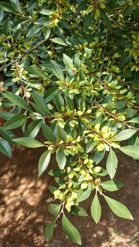 Bonsai de Olmo Geisha Variegado