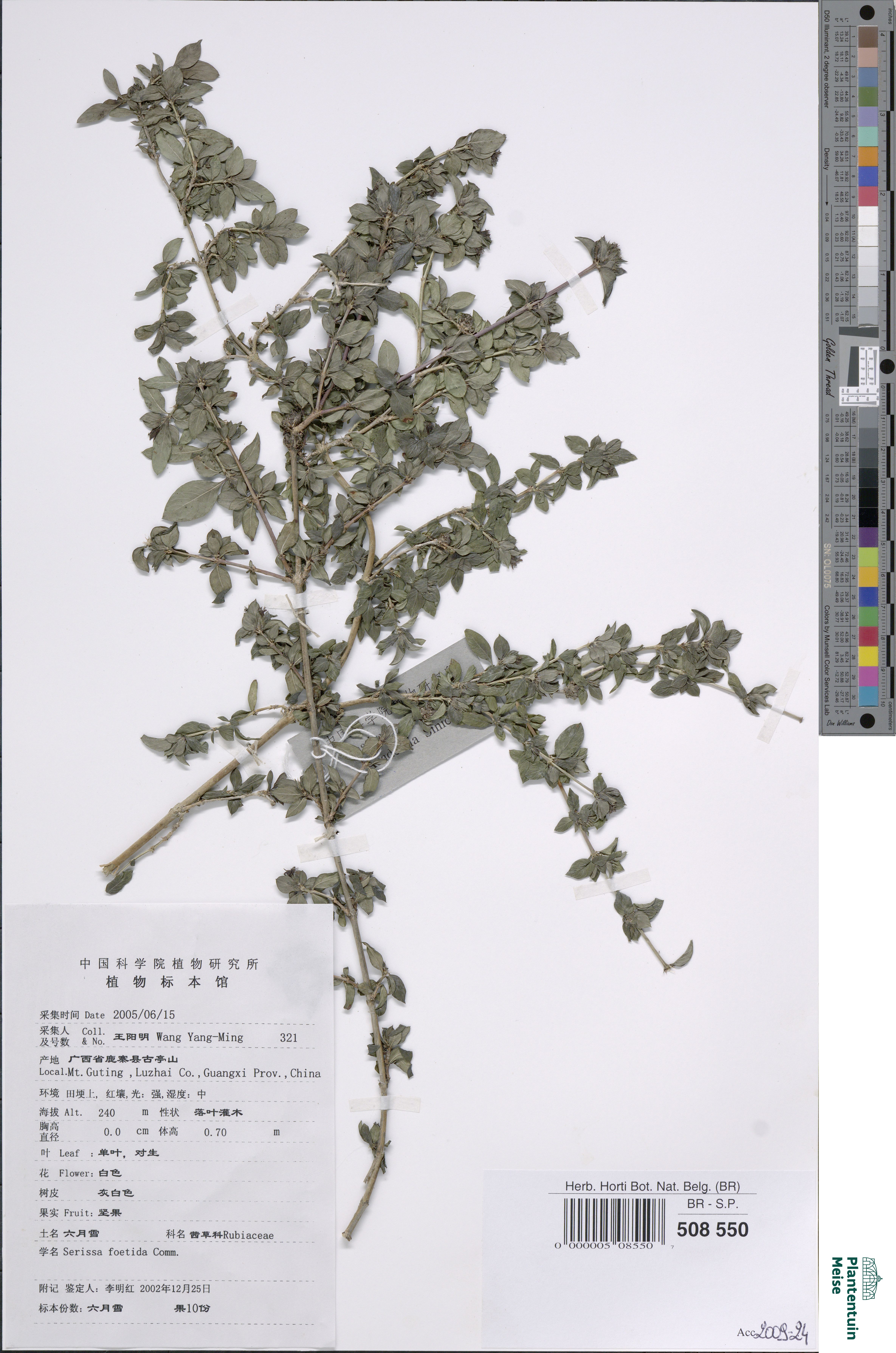 Bonsai de Serissa Mil Estrelas de Flor Simples