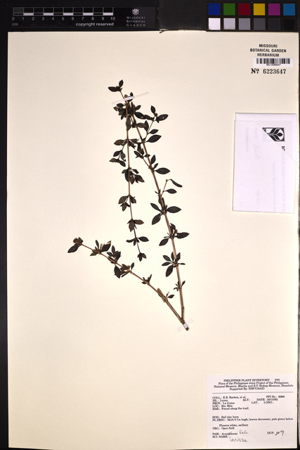 Bonsai de Serissa Mil Estrelas de Flor Dobrada