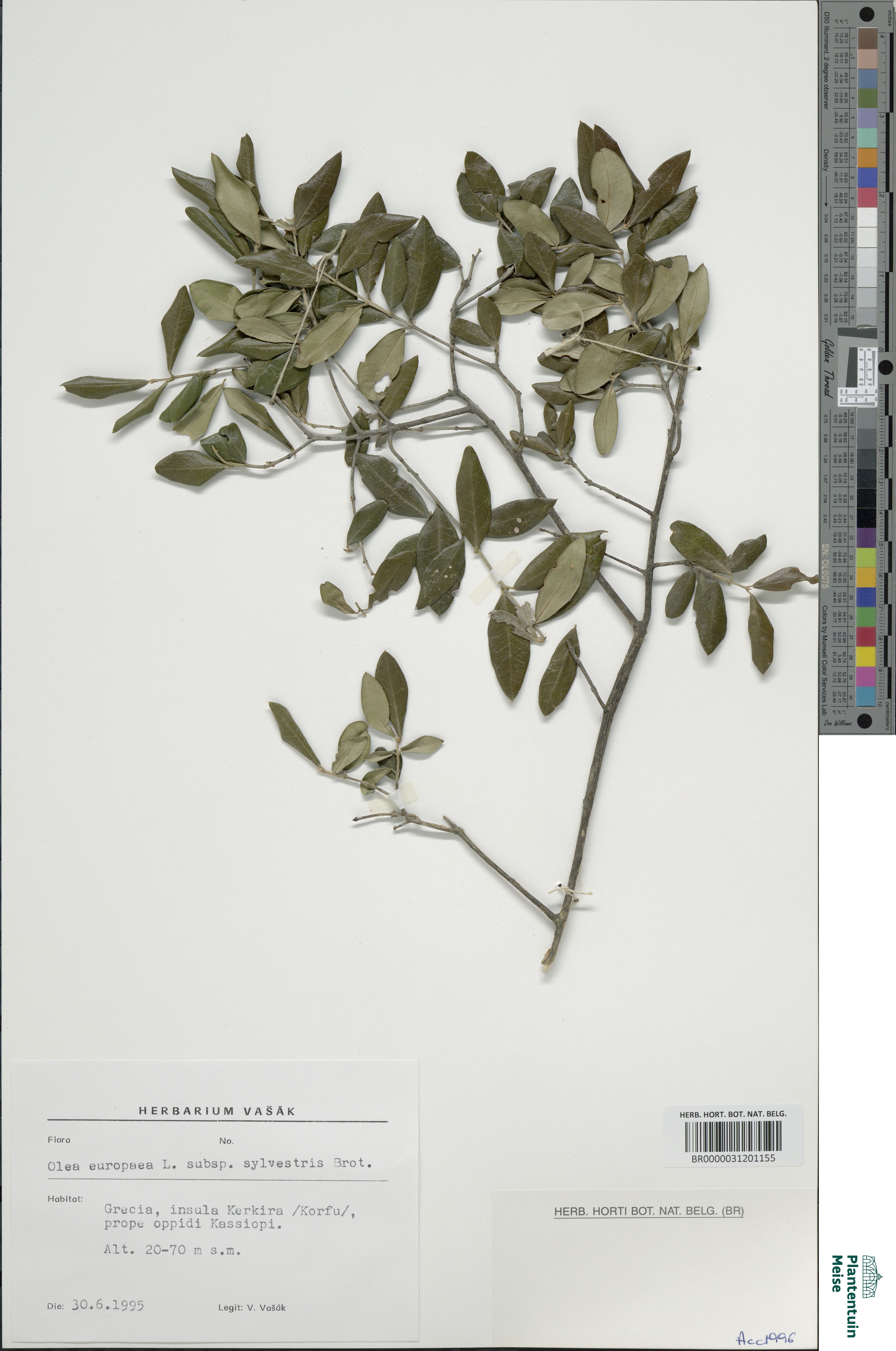 Bonsai de Oliveira Silvestre Acebuche