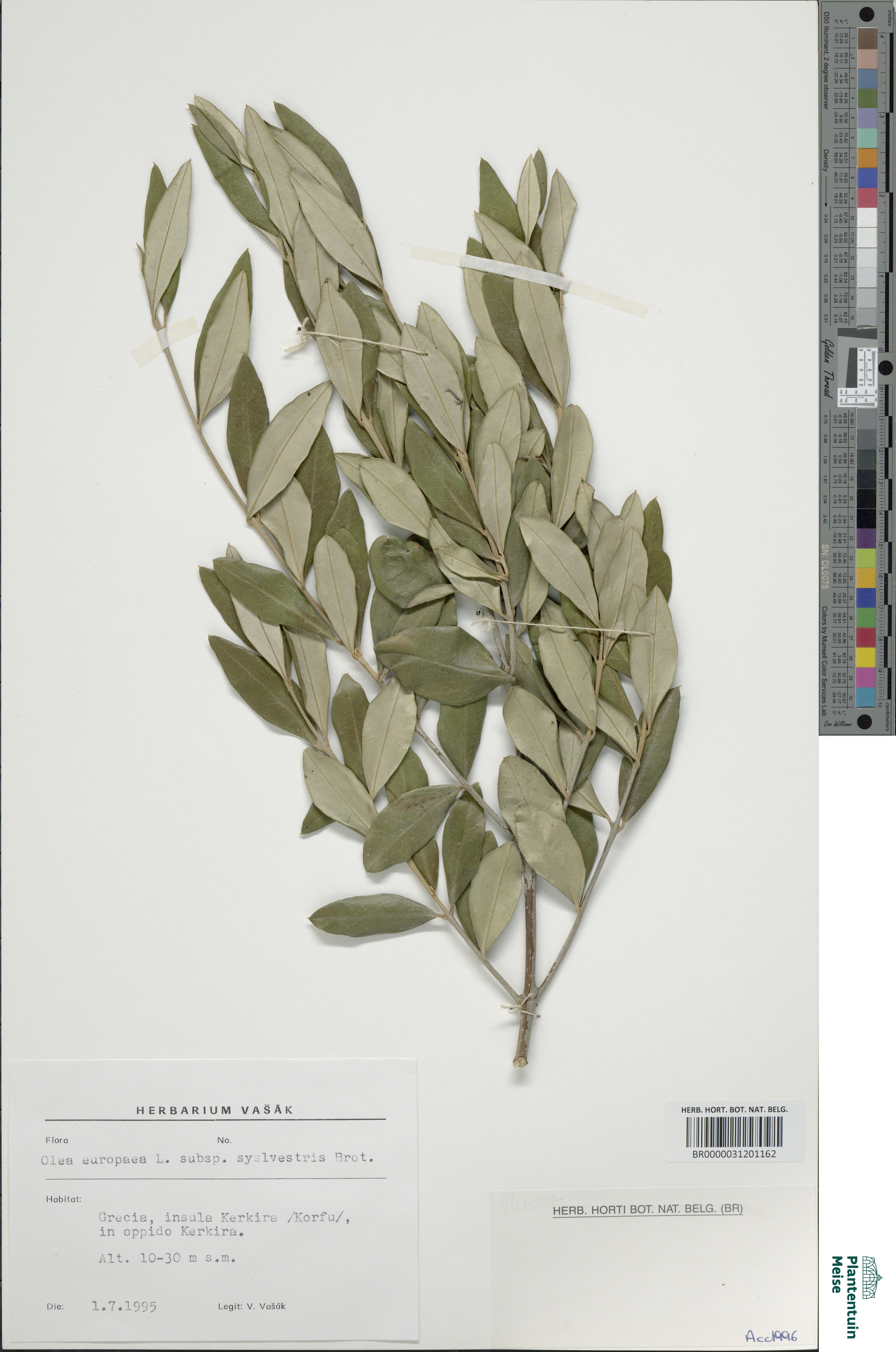 Bonsai de Oliveira Silvestre Acebuche