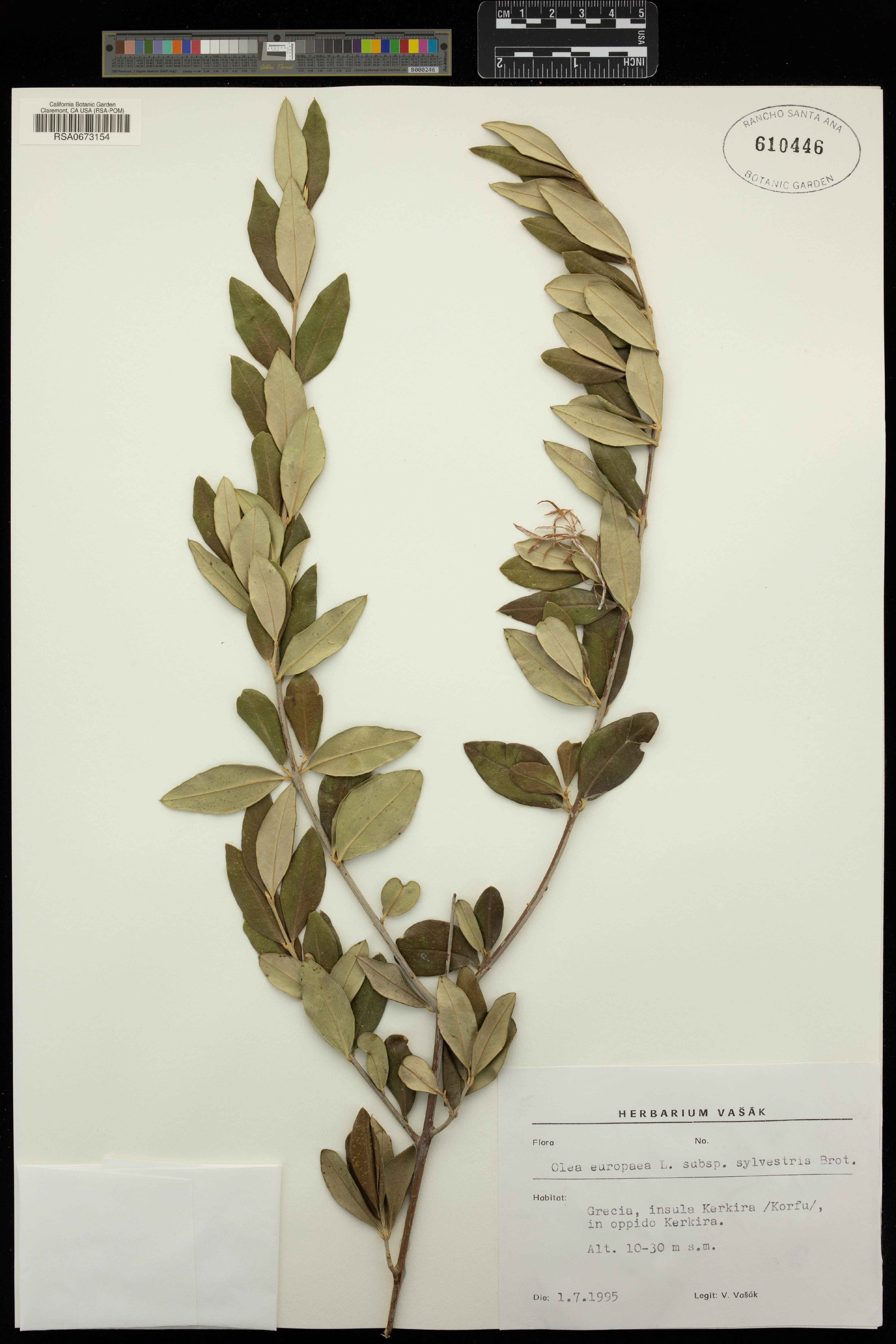 Bonsai de Oliveira Silvestre Acebuche