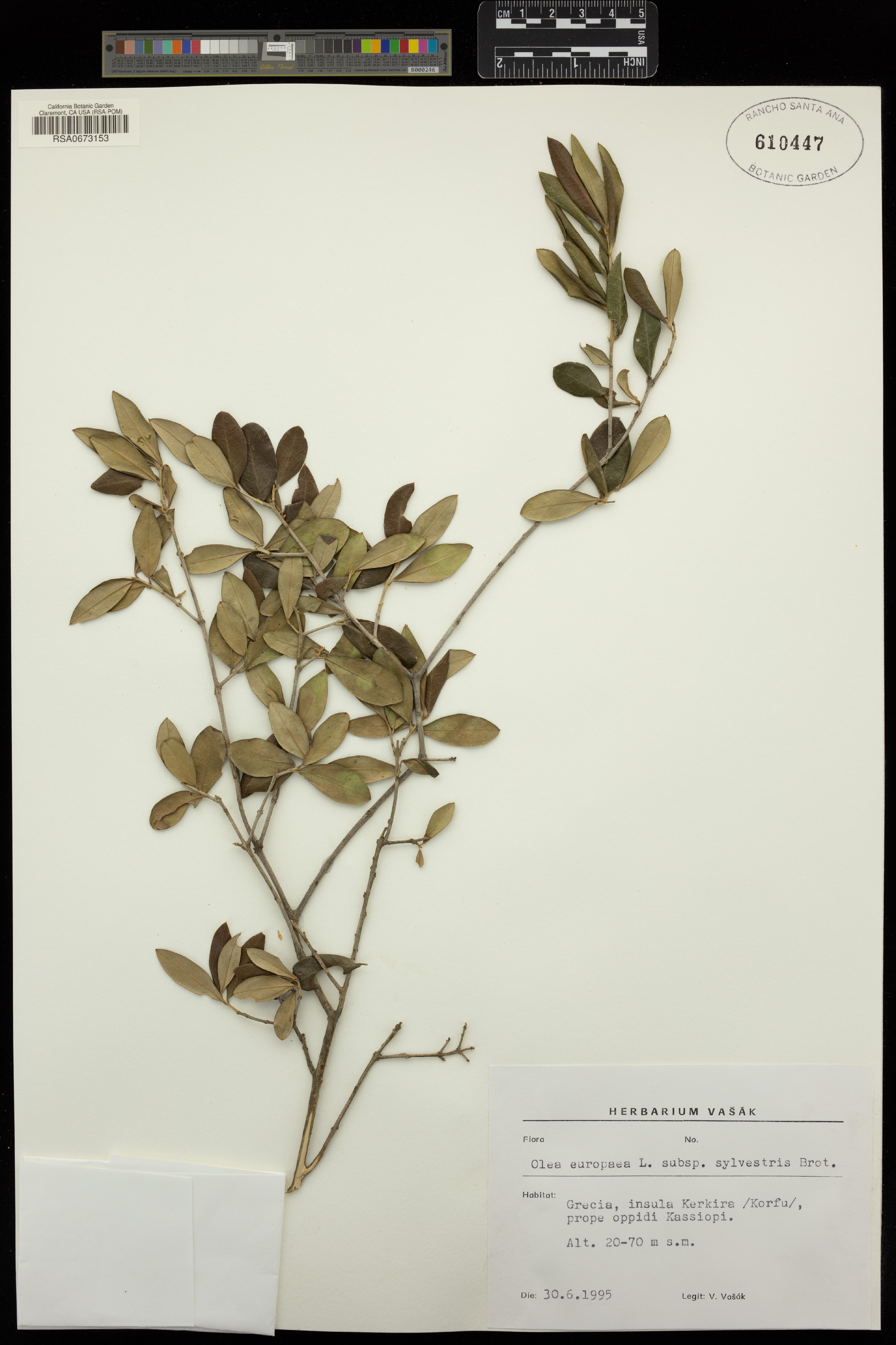Bonsai de Oliveira Silvestre Acebuche