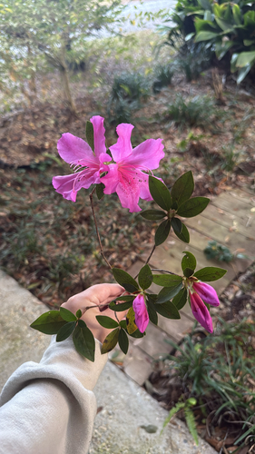 Bonsai de Azaleia Chinzan