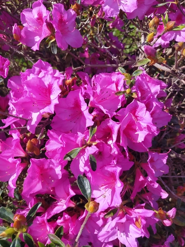 Bonsai de Azaleia Chinzan