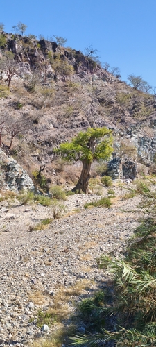 Bonsai de Cipreste de Montezuma