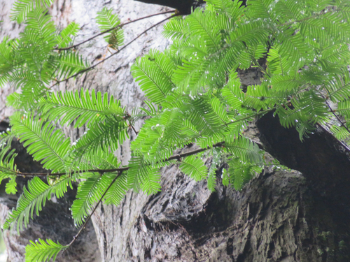 Bonsai de Metassequoia Pteridófila