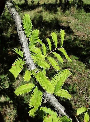 Bonsai de Metassequoia Pteridófila