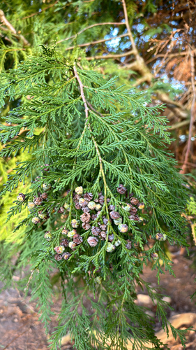 Bonsai de Cipreste Hinoki Anão