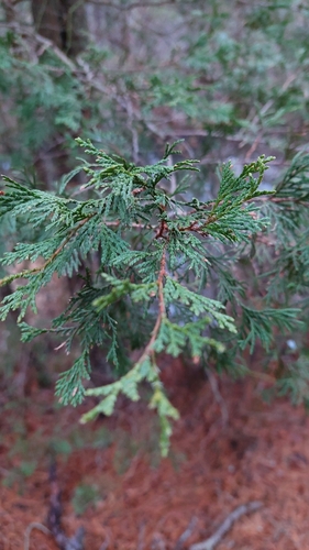 Bonsai de Cipreste Hinoki Anão