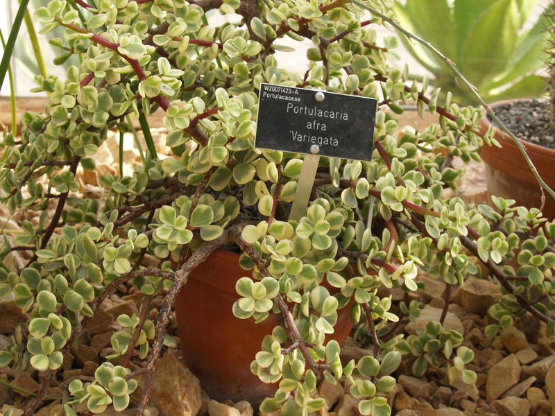 Bonsai de Mini Jade Variegada