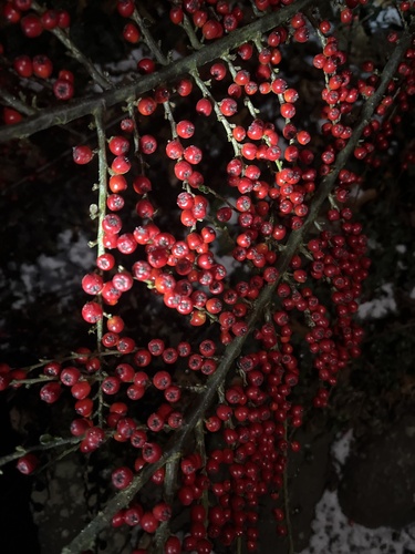 Bonsai de Cotoneaster Rasteiro