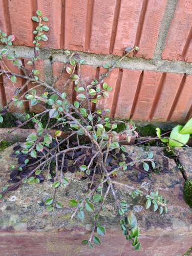 Bonsai de Cotoneaster Rasteiro