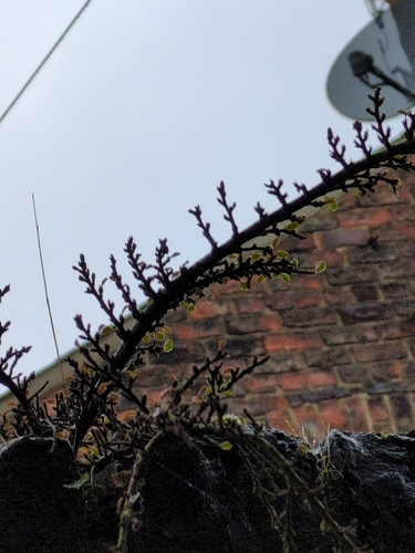 Bonsai de Cotoneaster Rasteiro