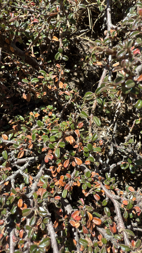 Bonsai de Cotoneaster de Folha Pequena
