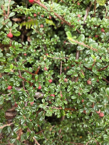 Bonsai de Cotoneaster de Folha Pequena