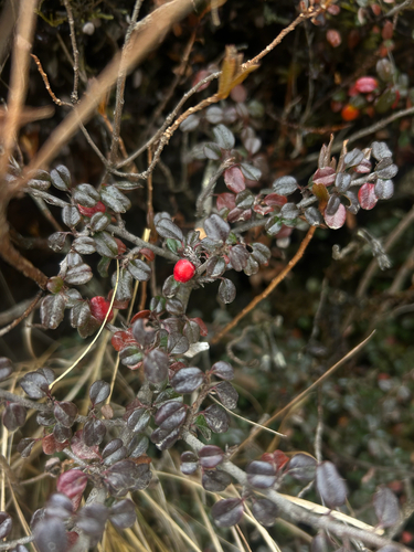 Bonsai de Cotoneaster de Folha Pequena