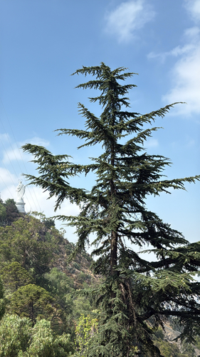 Bonsai de Cedro do Himalaia