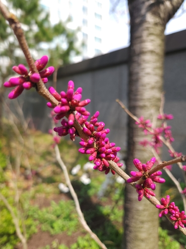 Bonsai de Olaia Chinesa