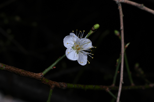 Bonsai de Ameixeira Japonesa Ume Branca